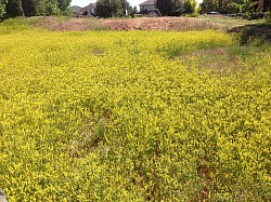 HOA REQUESTED MOW BEFORE...