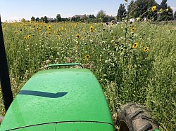 DEVELOPER MOW BEFORE...