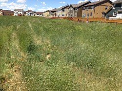 HOA MOW BEFORE...