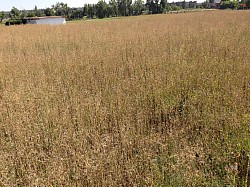 PROPERTY MGT. MOW (WEED SUMMONS) BEFORE...