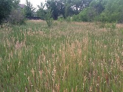 WEED ABATEMENT, (CITY SUMMONS) BEFORE...